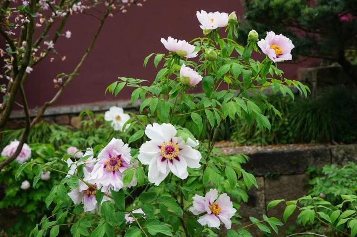 香六港彩开特马号码186——香港特马开马开奖结果69期